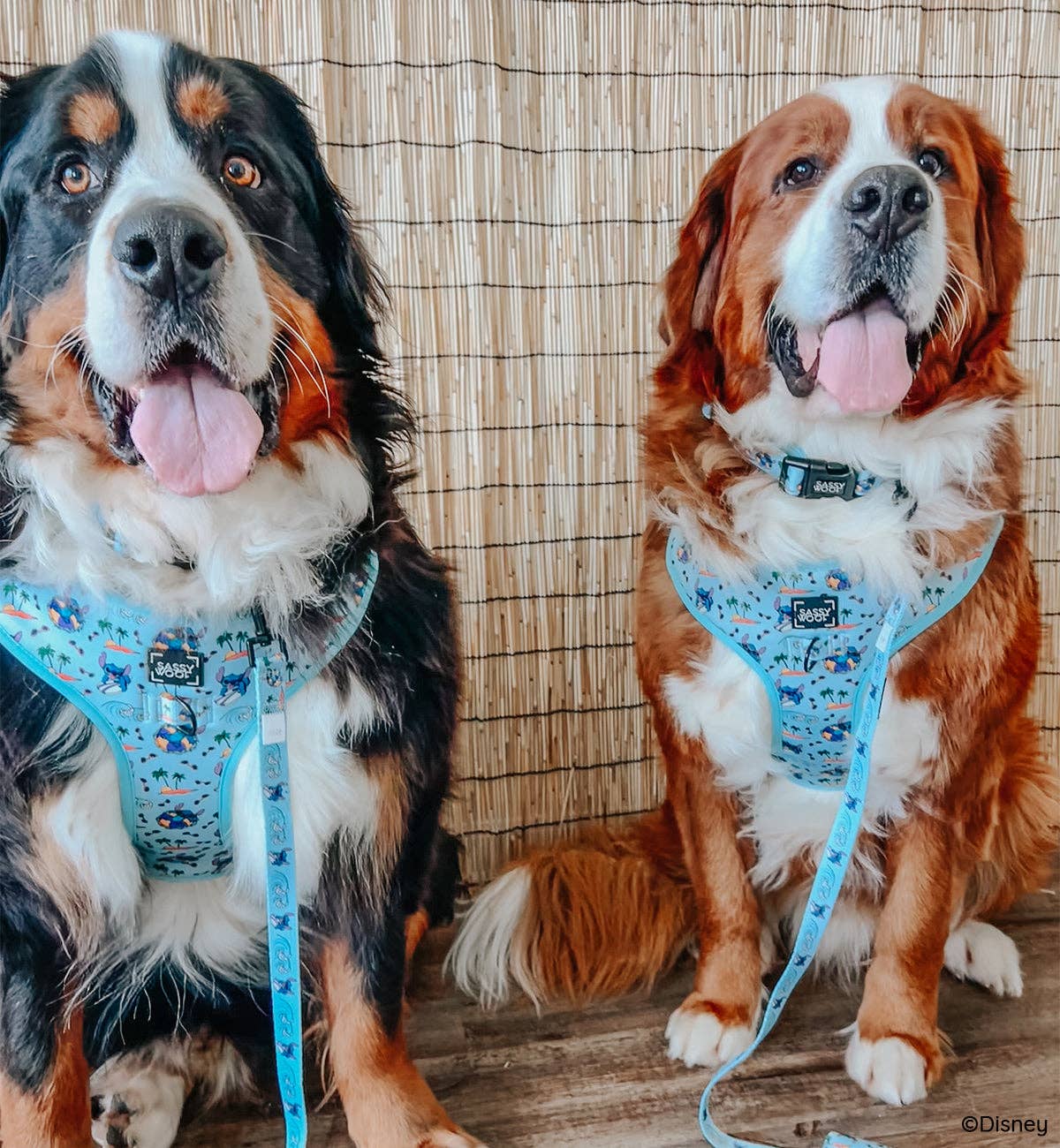 Disney's Stitch Dog Harness