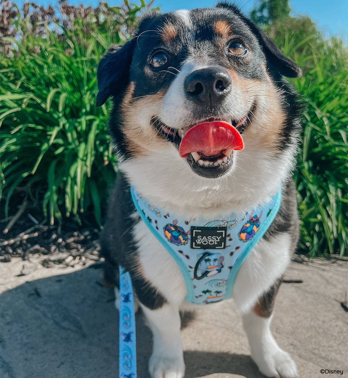 Disney's Stitch Dog Harness